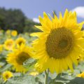 blogimage4